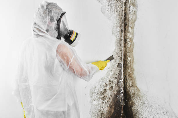 Best Commercial Mold Removal  in USA